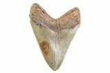 Fossil Megalodon Tooth - North Carolina #378074-2